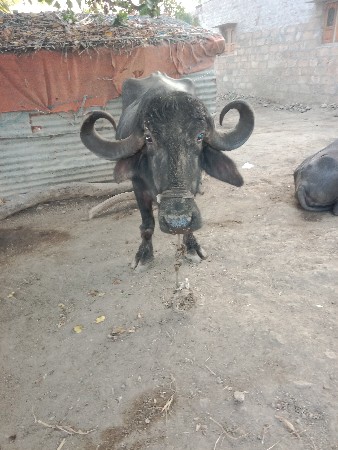 ભેંસ વેચવાની છે