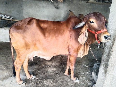 આ ગાય વેચવાની છે