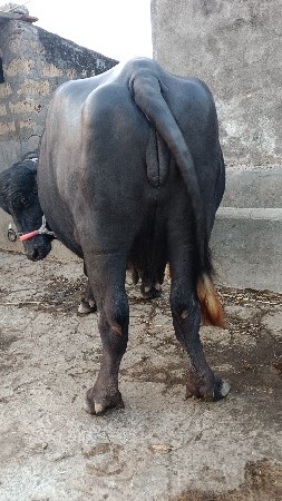 ભેંસ વેચવાની સે બીજું વેતર વ્યાસ