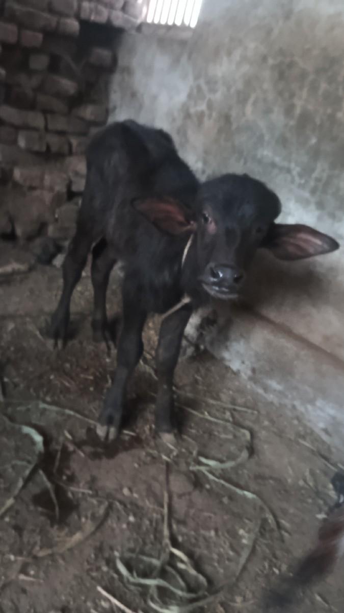 થંબનેલ 3