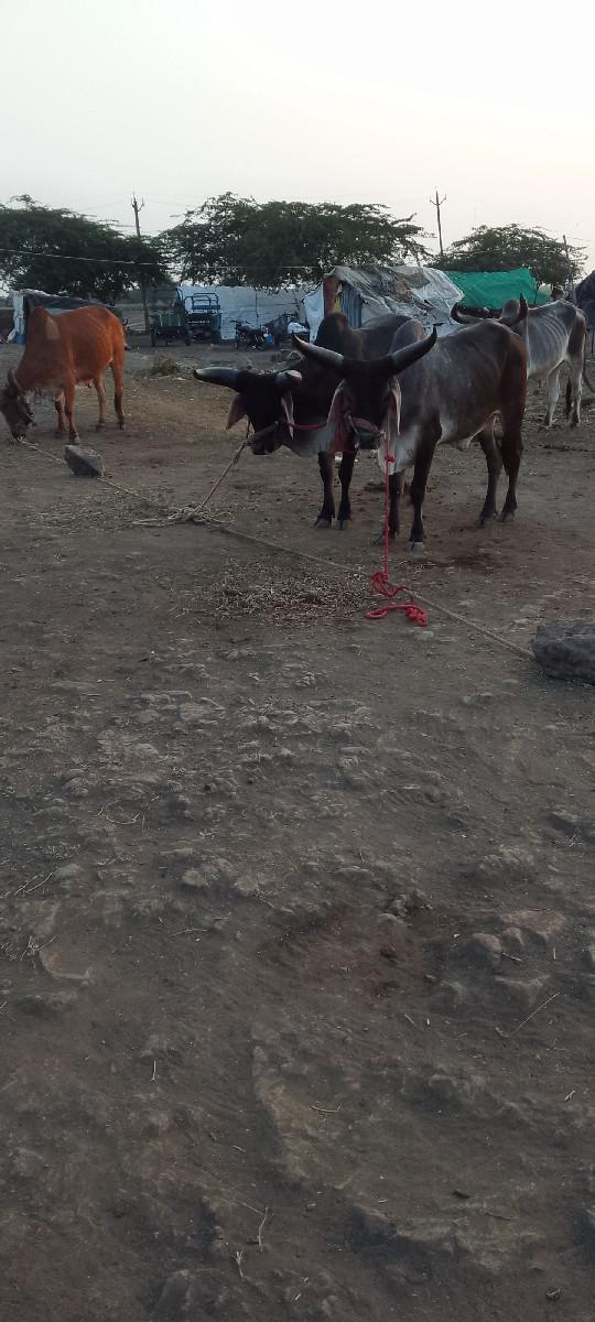 थंबनेल 3