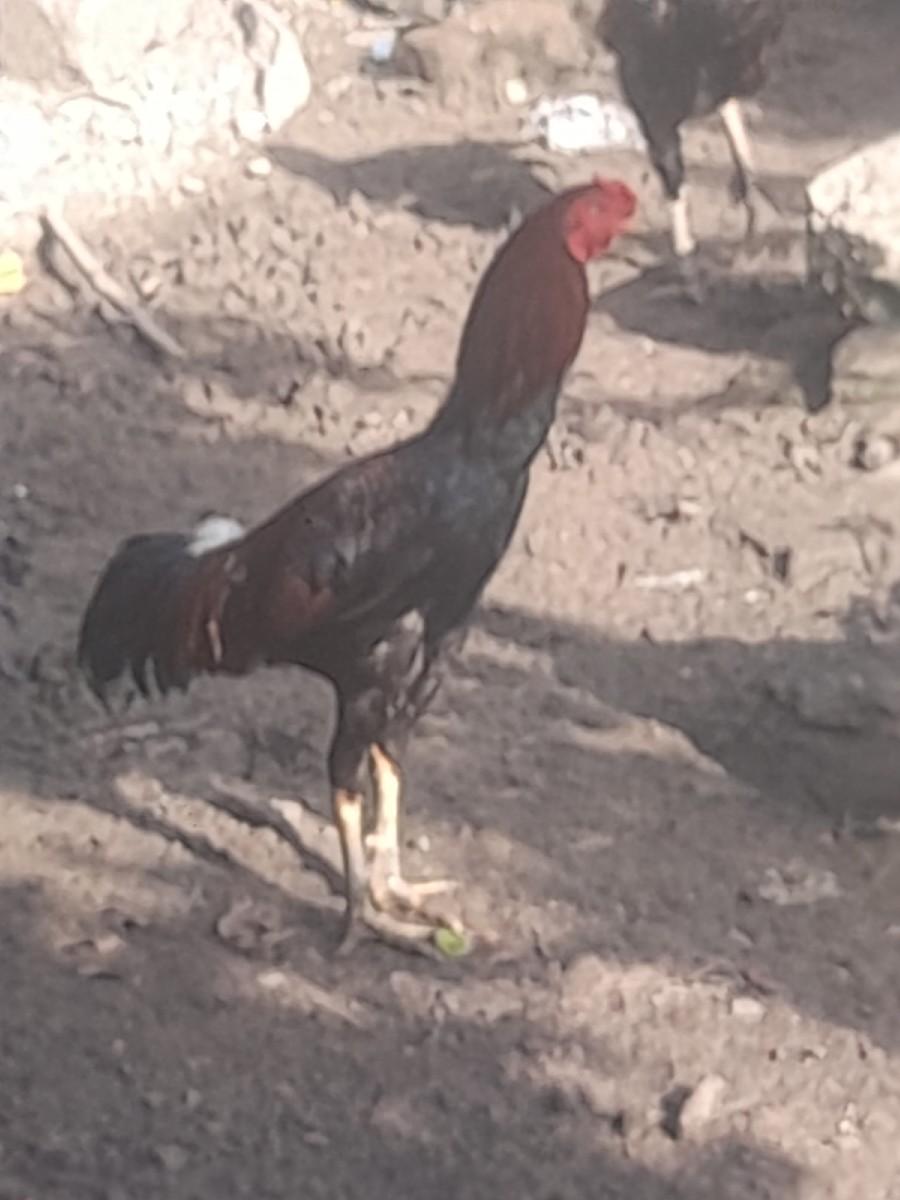 थंबनेल 2