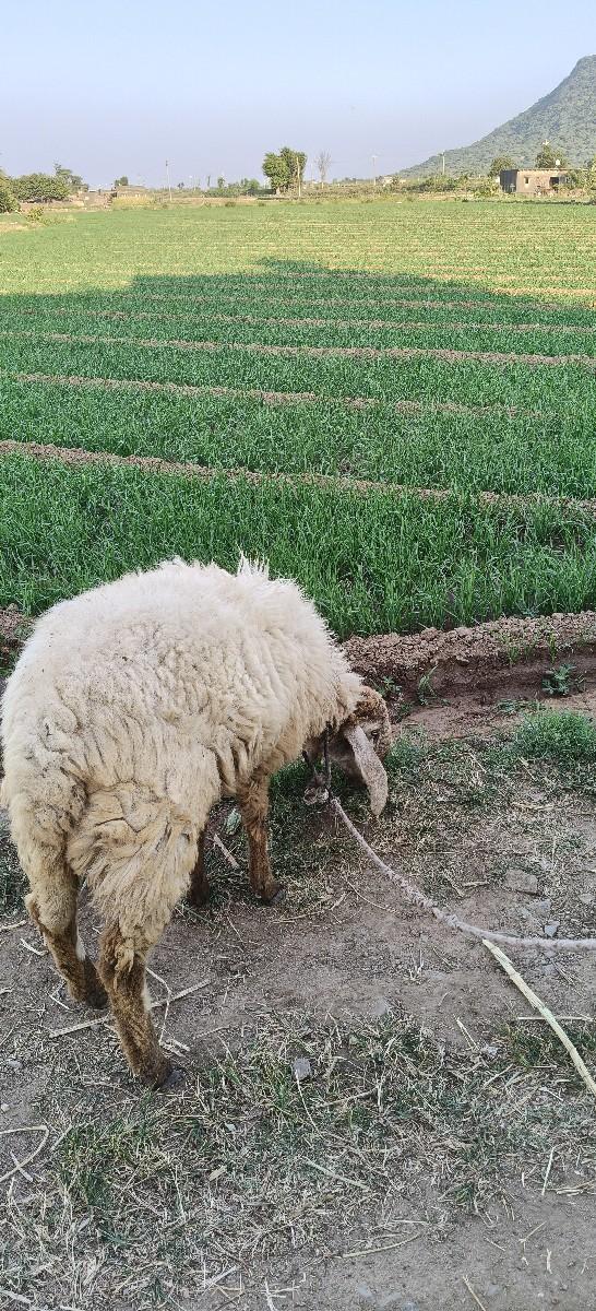 થંબનેલ 2