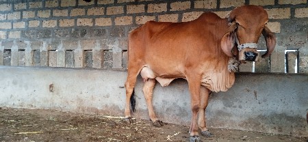 ગીર ગાય વેશવાની છે