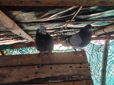 थंबनेल 2