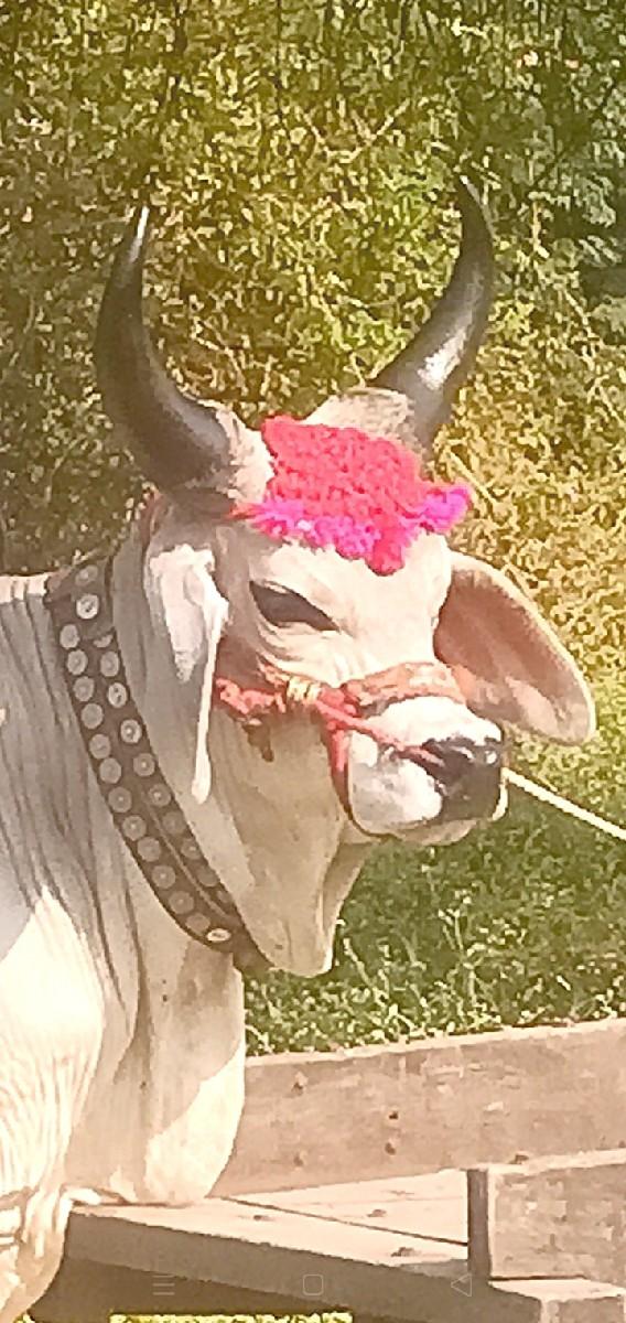 પીયોર કાંકરેજ વઢિયારો વેચવાનોછે