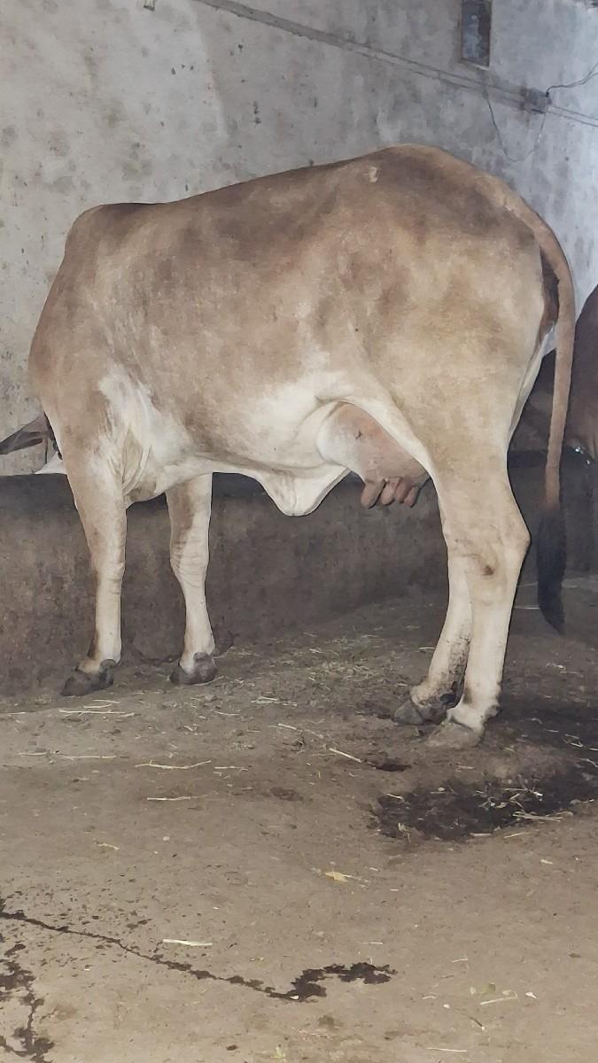 થંબનેલ 3