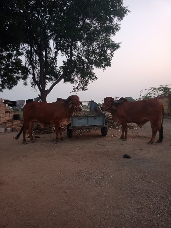 વાસડા વેચવાના છે