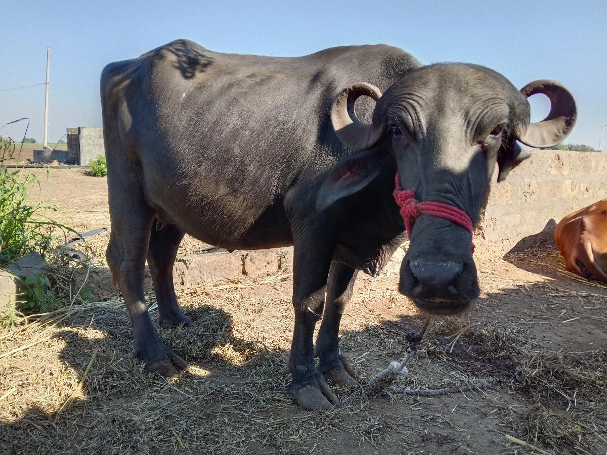 थंबनेल 2