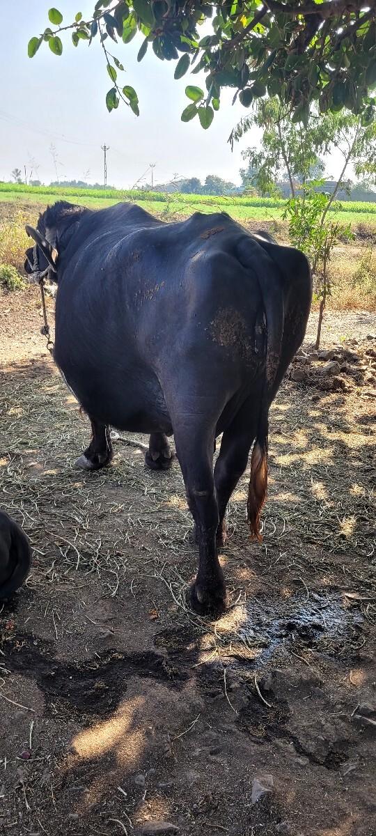 થંબનેલ 3