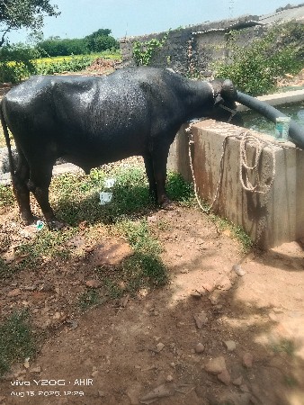 પાડો વેચવાનો છે