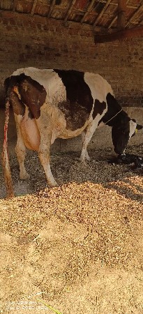 વેચવાની છે