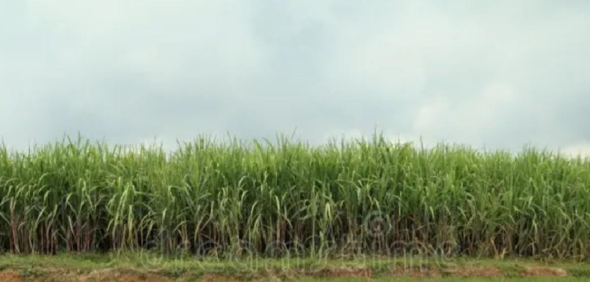 શેરડી ને ઘાસ સારામાં વેચવાની છે