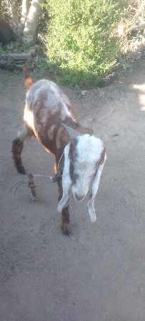 બોકડો વેચવાનો છે