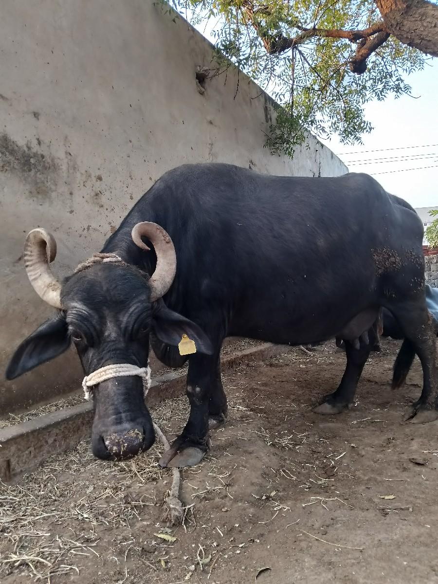 રામદે આહિર