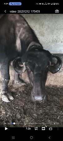 આ ખડેલી આપવાની 2 જુ વેતર