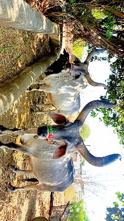 વેચવાનૂ છે