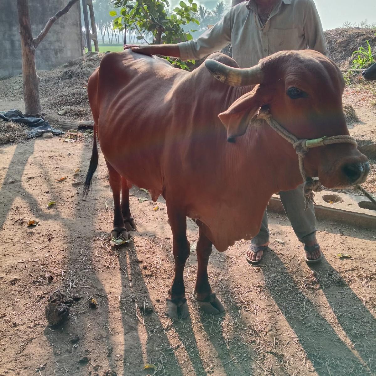 gay ni full javab dari vari se