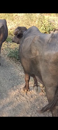 ખડેલું 1 લુ વેતર