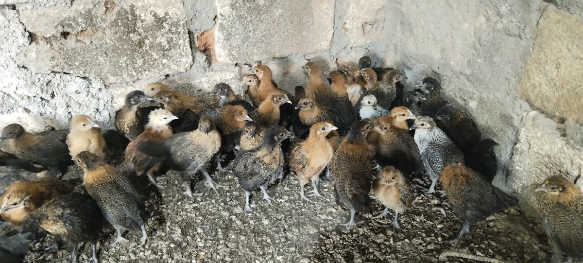 દેશી મરઘી ના પાથડા