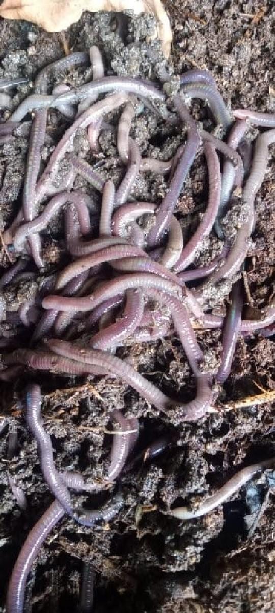 વર્મી કમ્પોસ્ટ