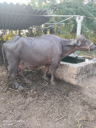 ભેંશ વેચવાની છે