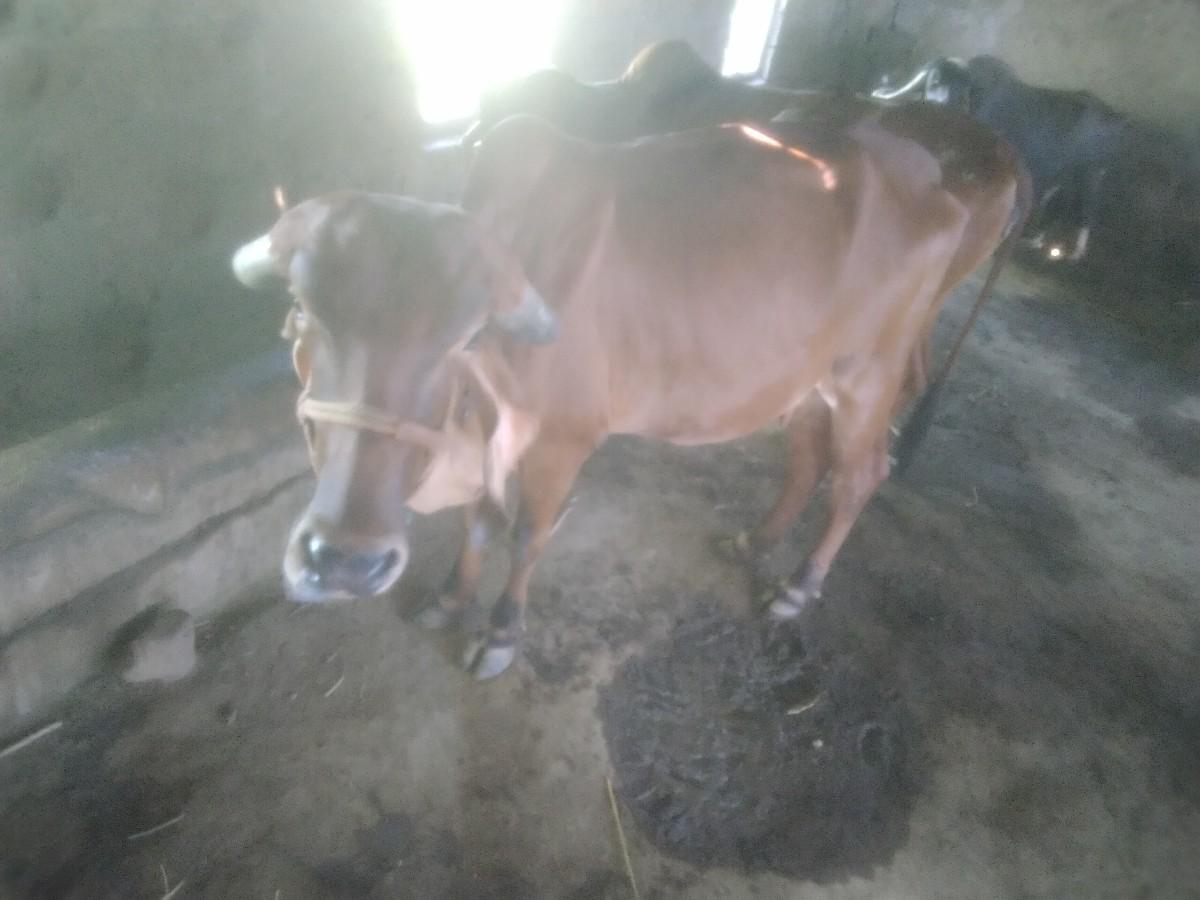 थंबनेल 3