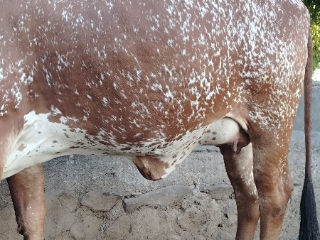 थंबनेल 3