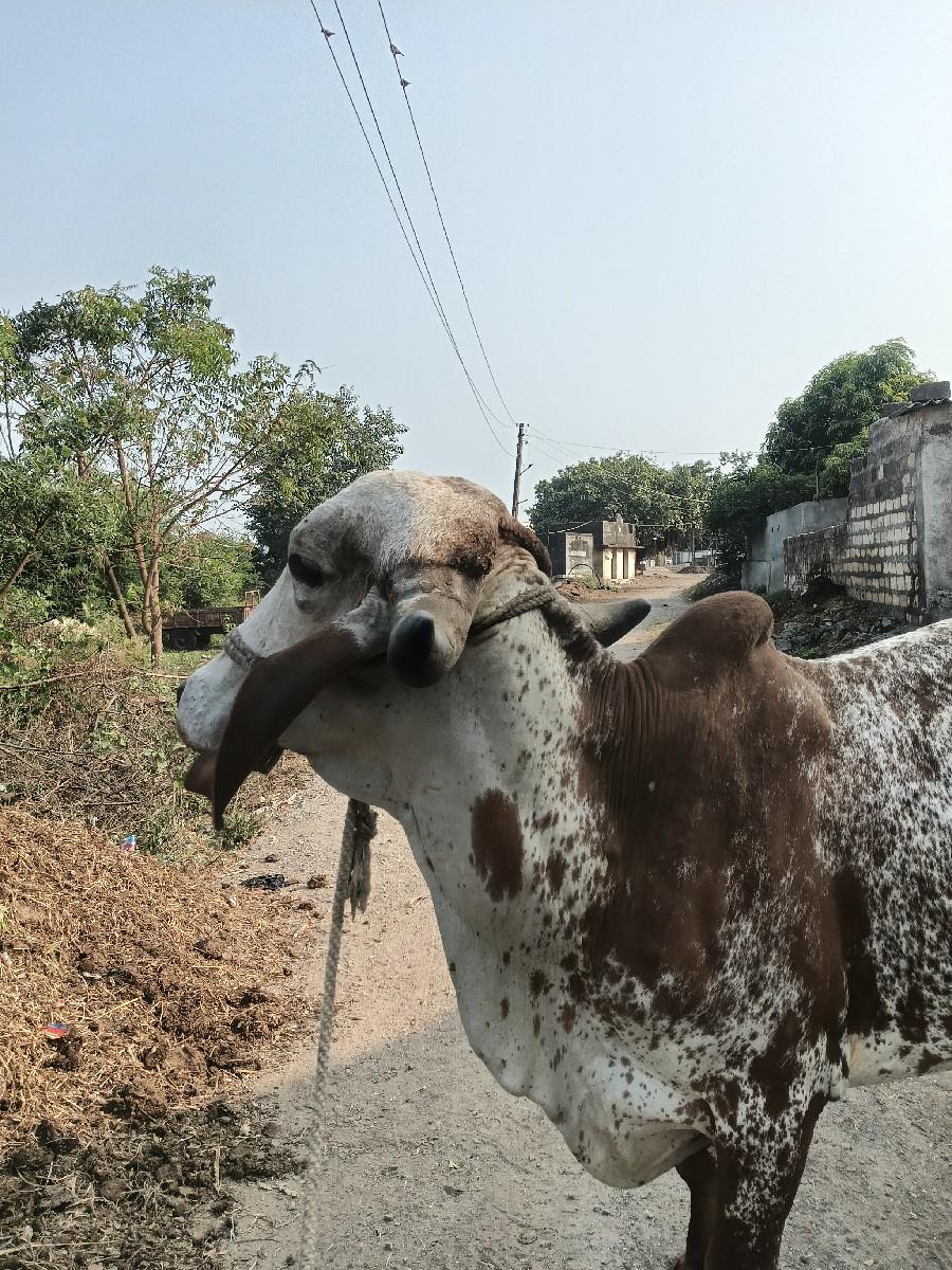 ગીર ગાય વેચવાની છે