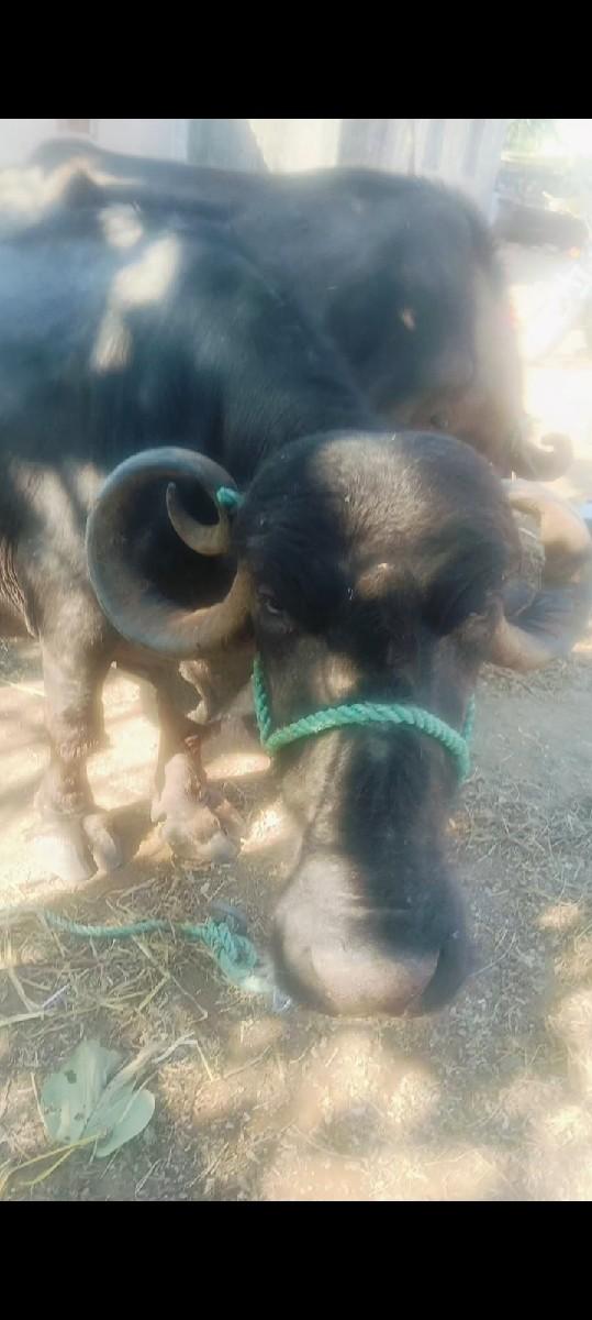 થંબનેલ 2