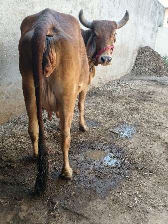 थंबनेल 2