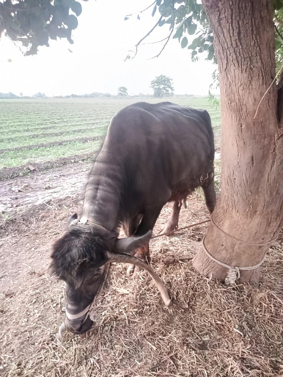 થંબનેલ 2