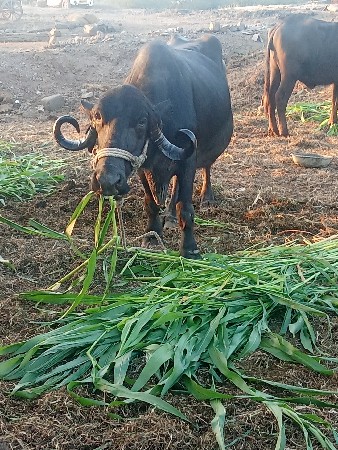 ભેંસ વેચવાનિછે