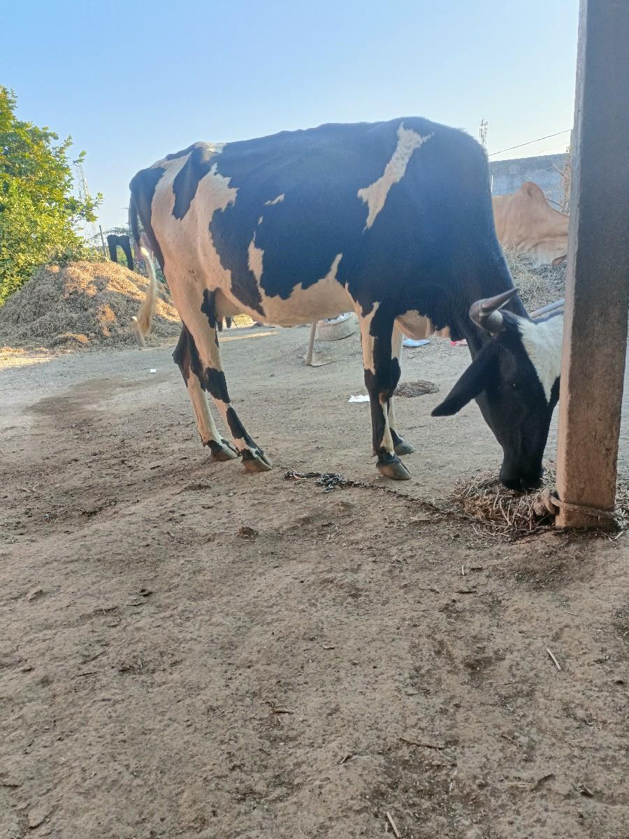 થંબનેલ 3