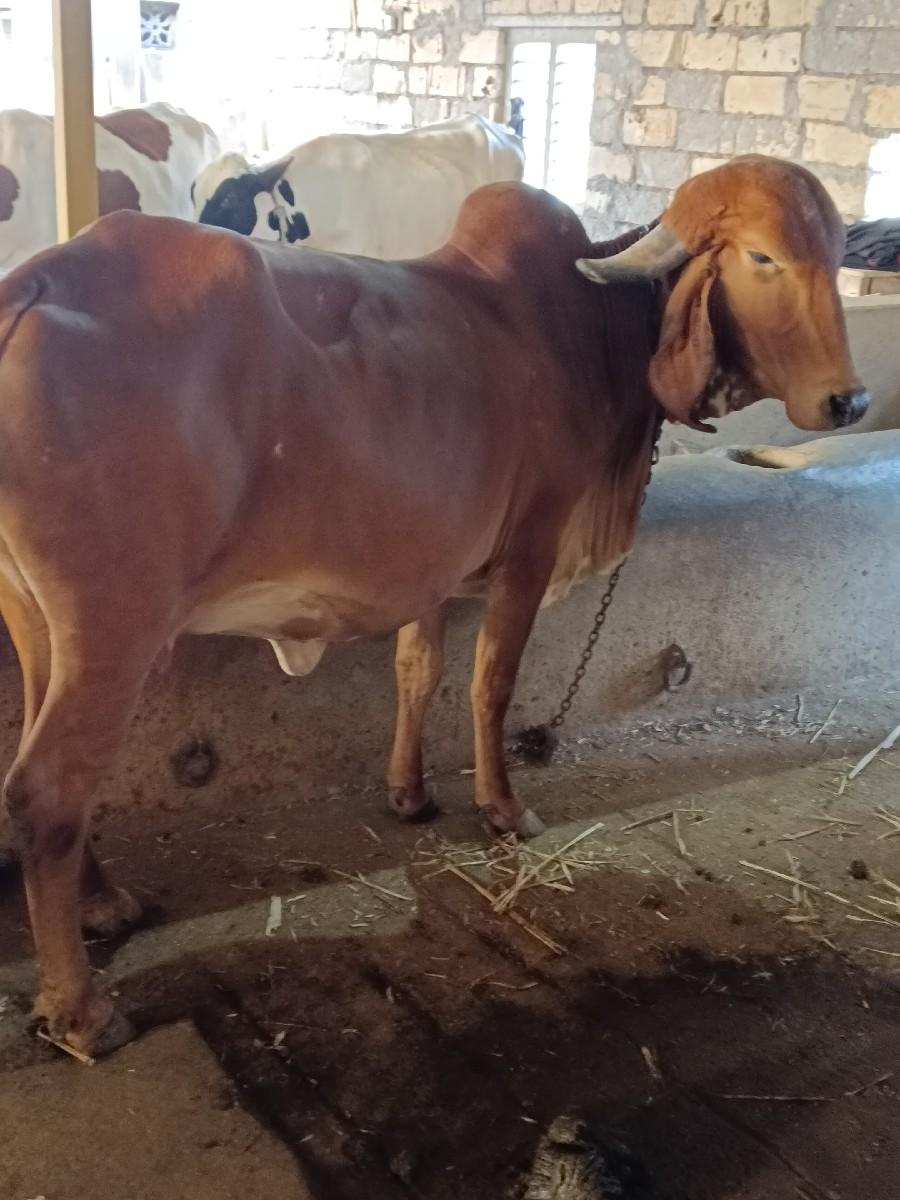 થંબનેલ 2