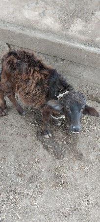 થંબનેલ 3