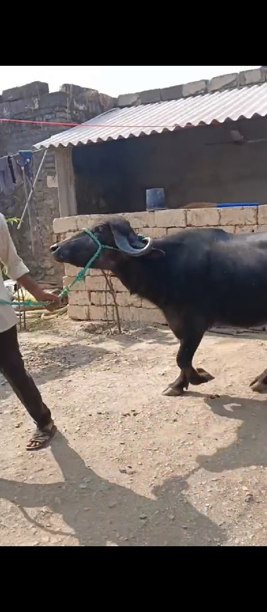 થંબનેલ 2