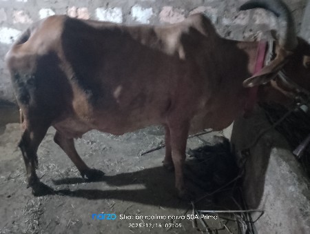 थंबनेल 3