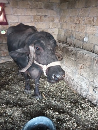 ભેંસ વેચવા ની છે