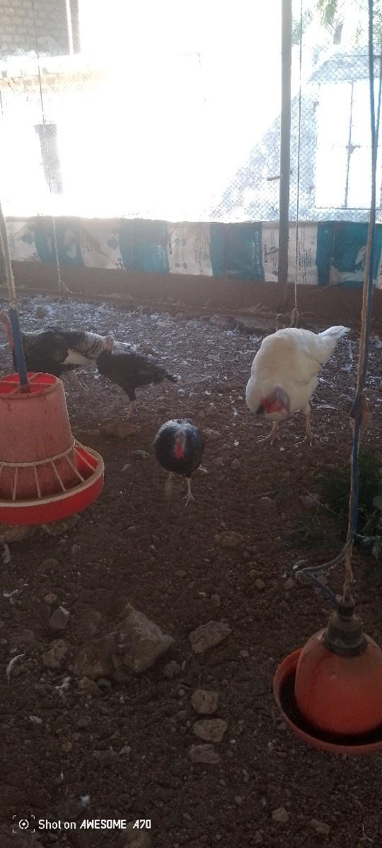 थंबनेल 3