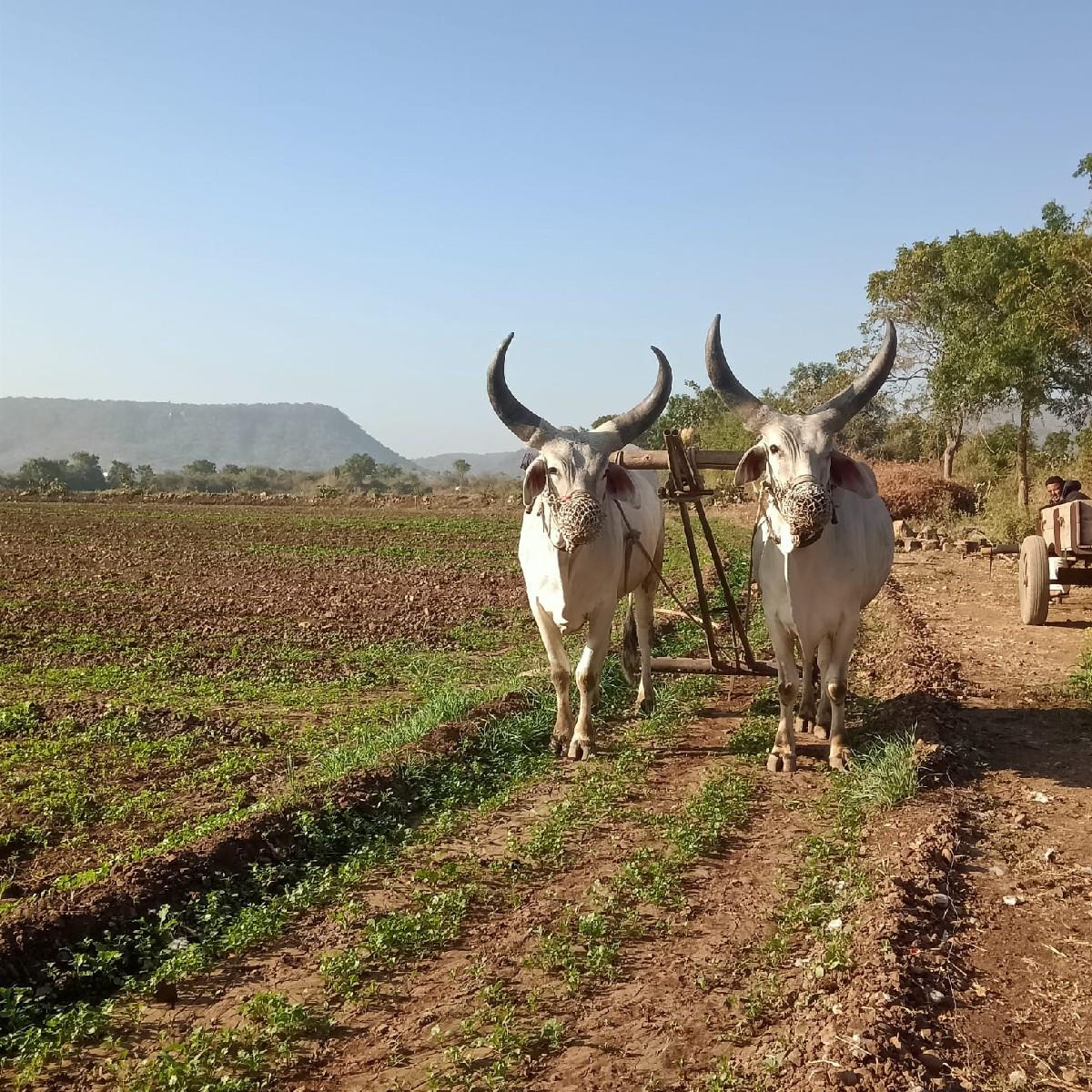 આ બળદ વેચવાના છે