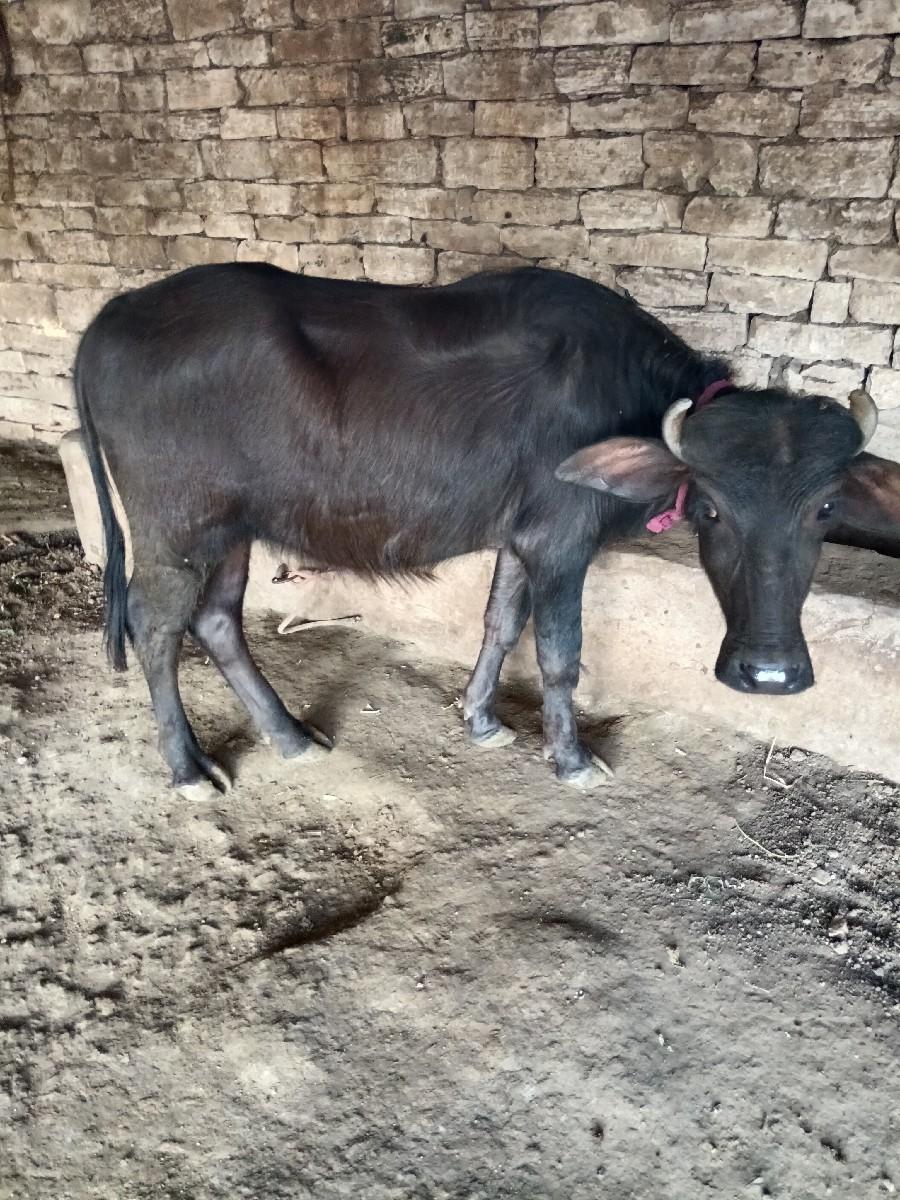 દેવસી રામ