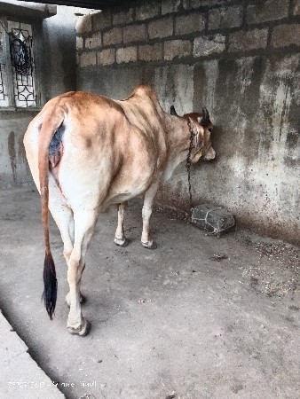 ગાય વેચવાની છે માકડી