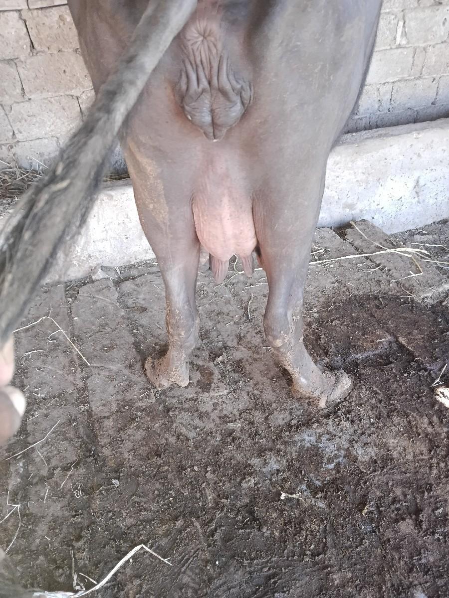 थंबनेल 3