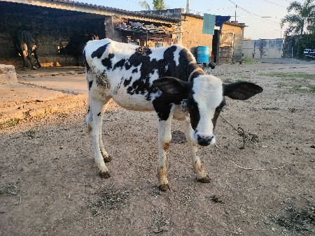 વાછડી વેચવા ની છે ઓરીજનલ એચ ફ