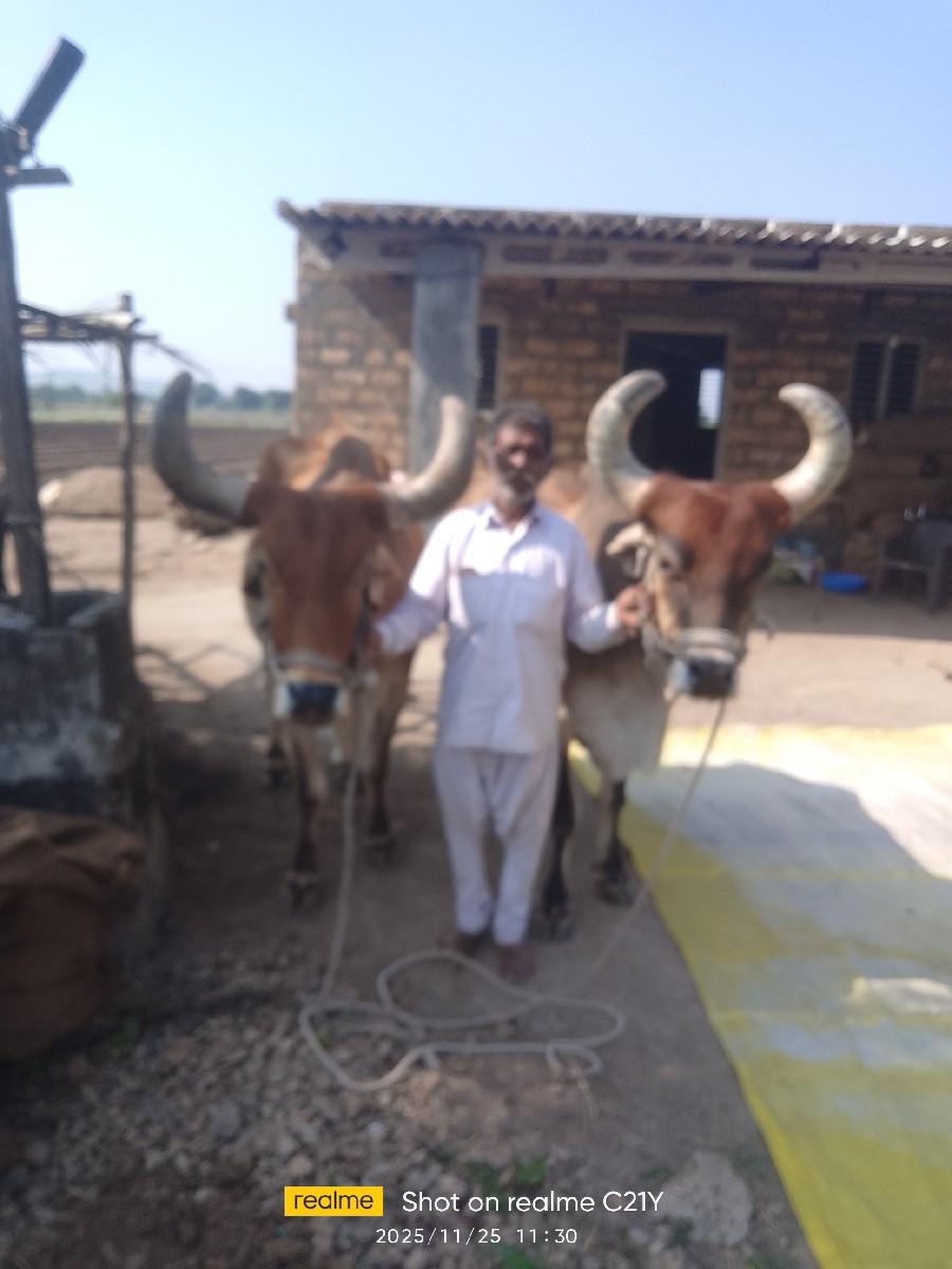 બળદ સોજા