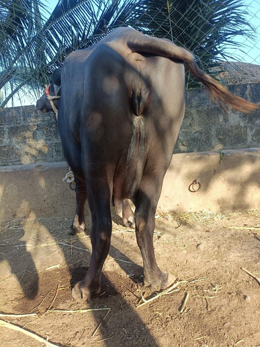 થંબનેલ 2