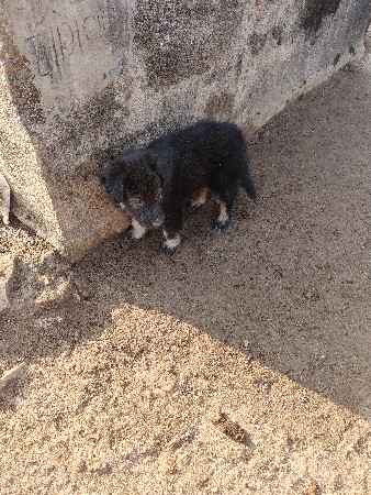 દોઢ મહિનાનો ફેમિલ વેચવાનો છે