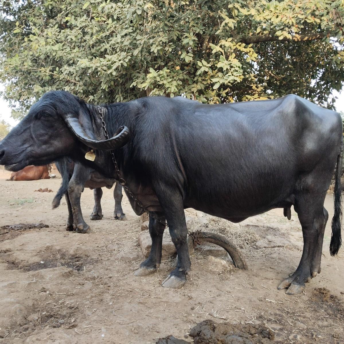 थंबनेल 2