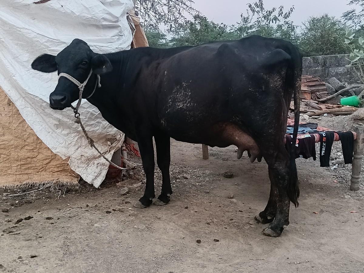 જર્સી ગાય વેચવાની છે